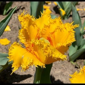 Meet your Posher, Patricia